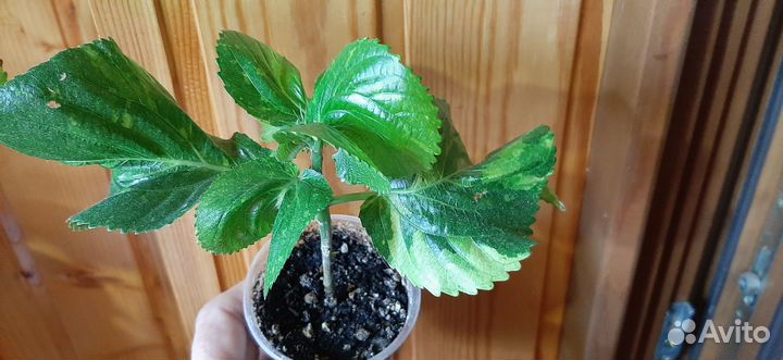 Акалифы три сорта и другие комнатные растения