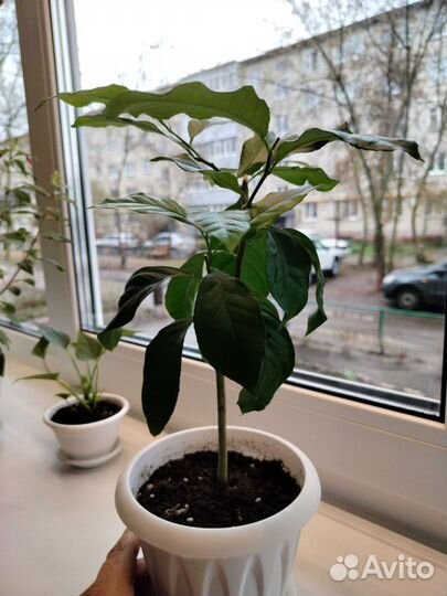 Лимон / Комнатные растения / Комнатное дерево