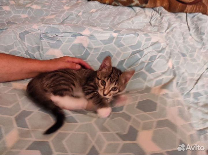 Котёнок в добрые руки Бесплатно