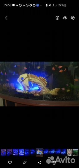 Сувенир рыба для Светлана