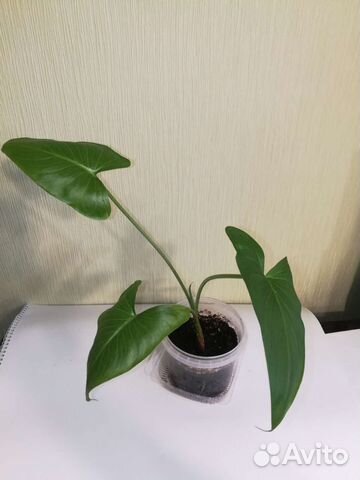 Комнатные цветы 