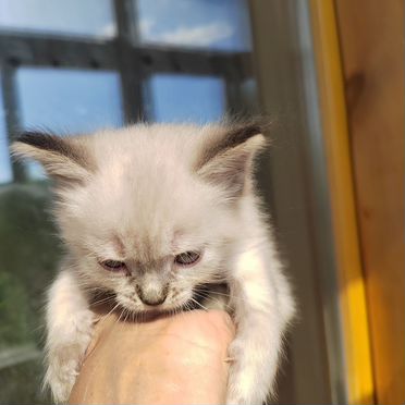 Тайский котёнок