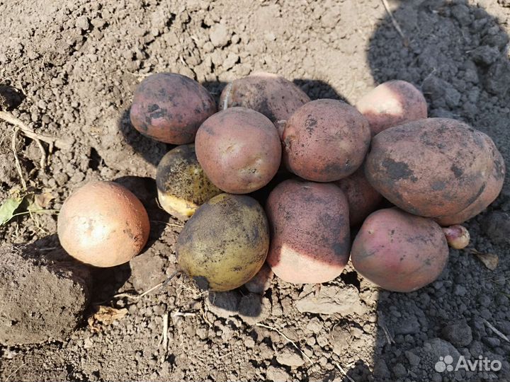 Продам картофель