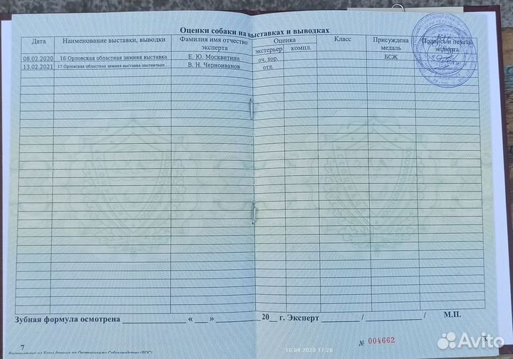 Вязка западносибирская лайка кобель