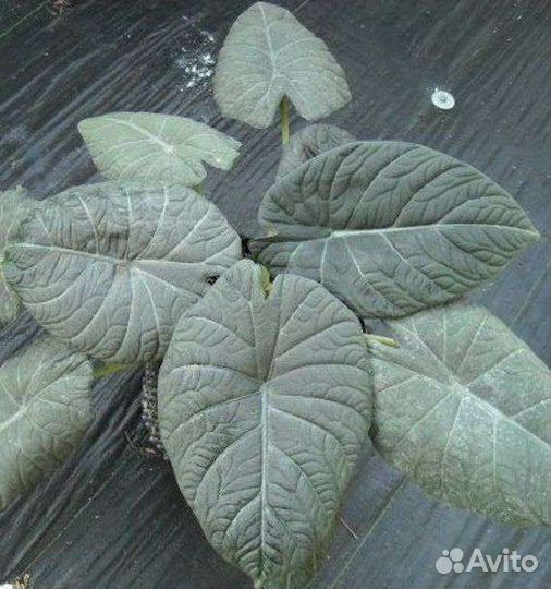 Alocasia Maharani