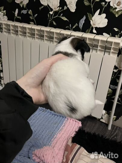 Щенки папийона