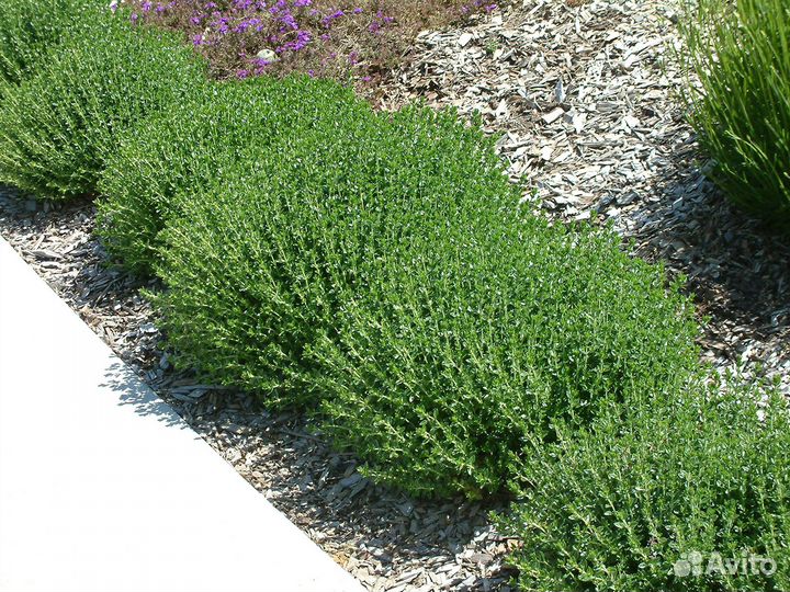 Дубровник, многолетник