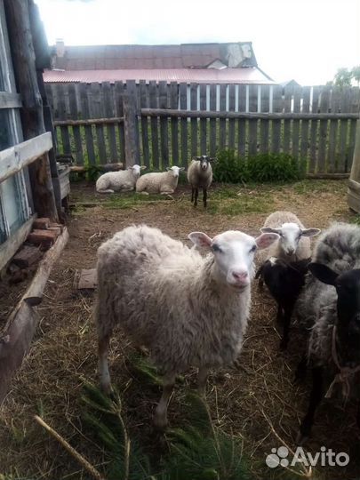 Овцы бараны