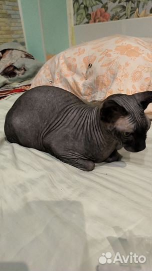 Канадский сфинкс