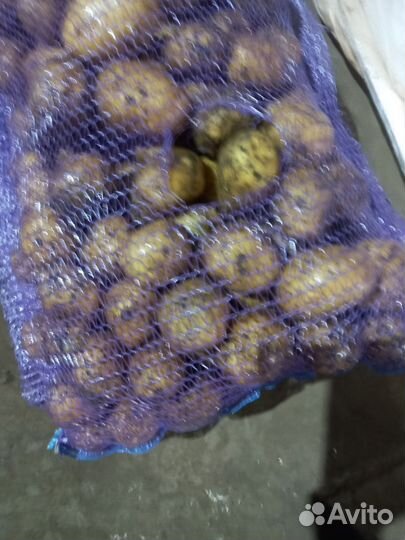 Семенной картофель галла