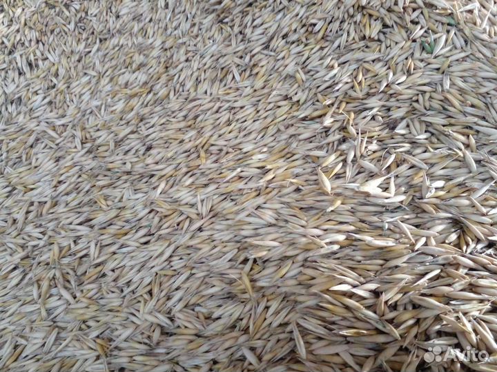 Пшеница, рожь, овес