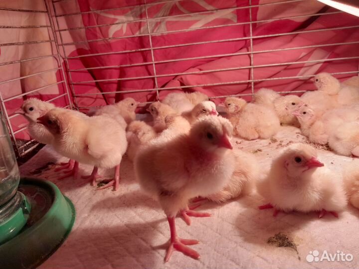 Цыплята бройлеры кобб 500