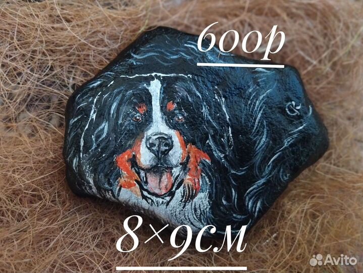 Бернский зенненхунд