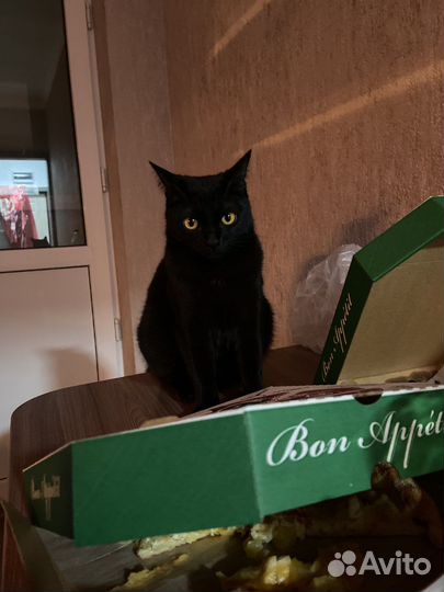 Кошка в дар бесплатно