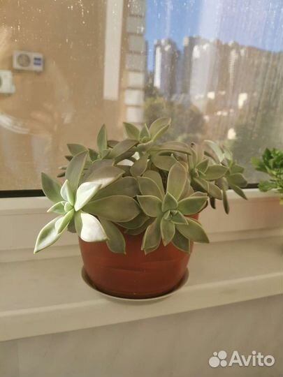 Каменная Роза