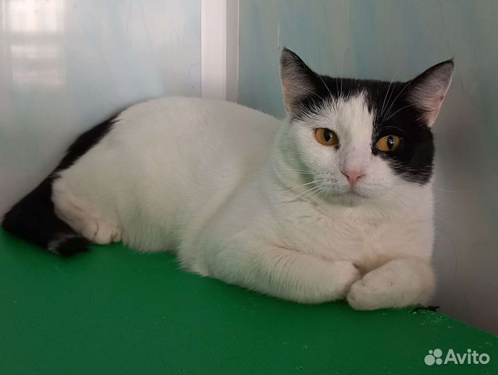 Кошка Изольда, 2.5 г, стерилизована