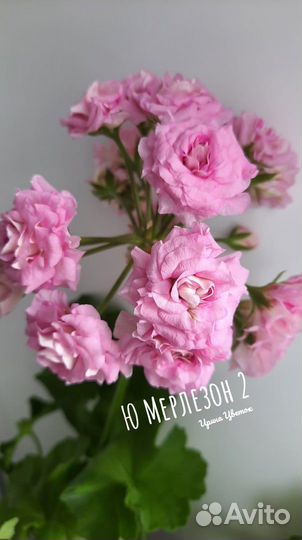Пеларгония герань срезы