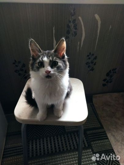 Котенок мальчик