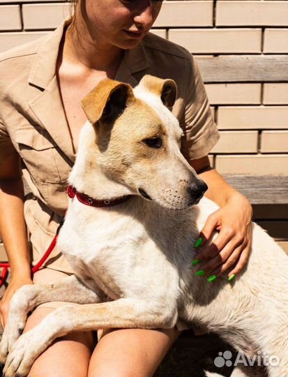 Красивая молодая собака ждёт хозяина