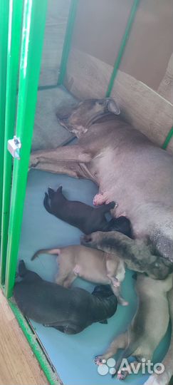 Щенки Питбуля