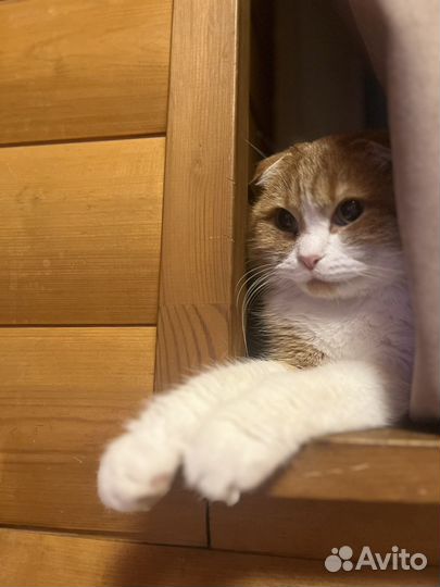 Котик в добрые руки