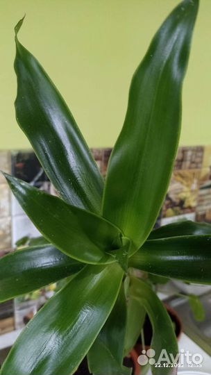 Цветок золотой ус