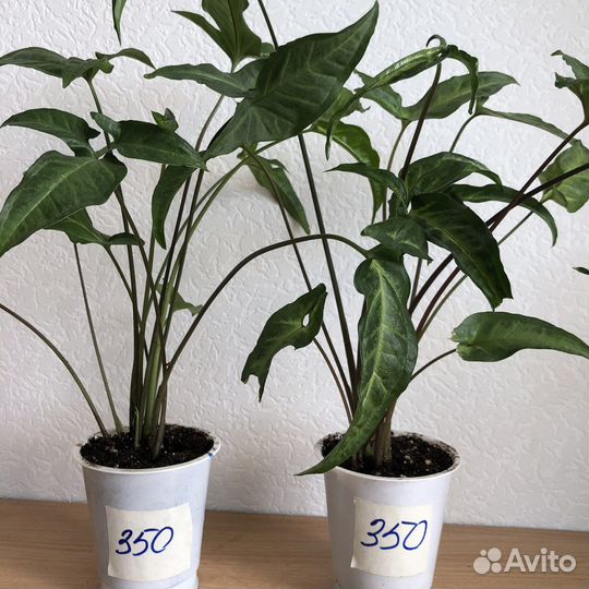 Сингониум ушковатый