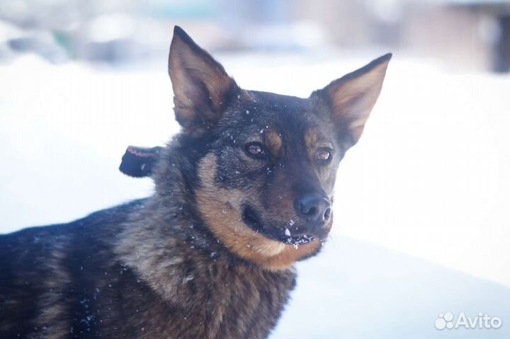 Шикарная собака