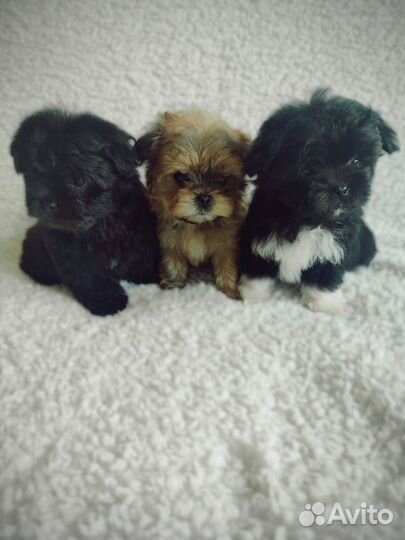 Мальтипу щенки мальчики