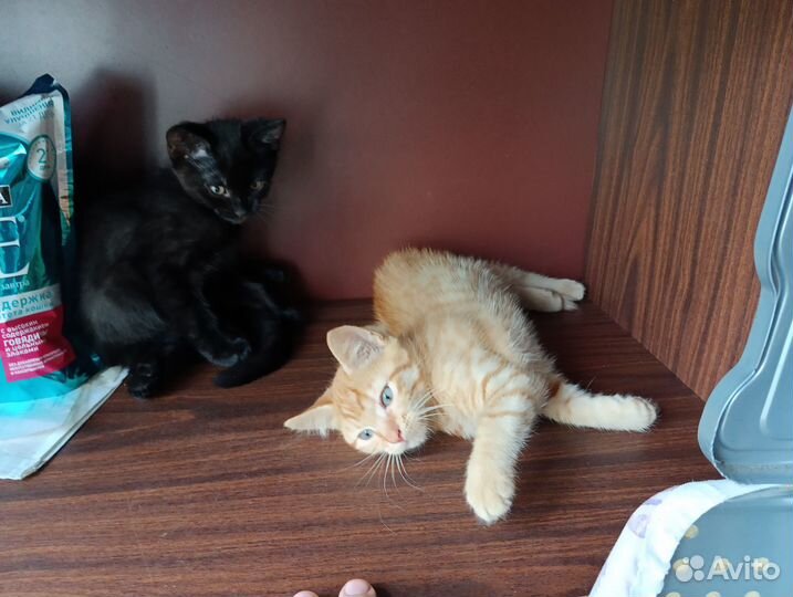 Котята в добрые руки