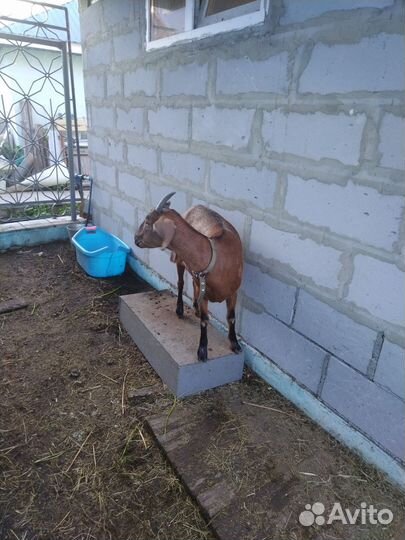 Англо нубийская коза