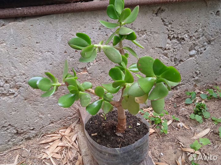 Денежное дерево толстянка