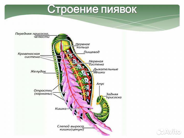 Пиявки медицинские