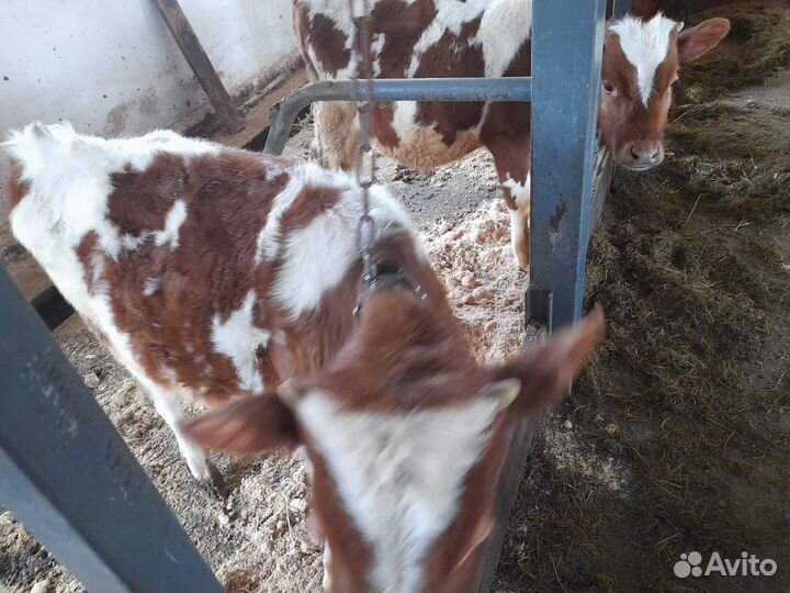 Бычки телят бесплатная доставка