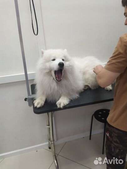 Стрижка собак