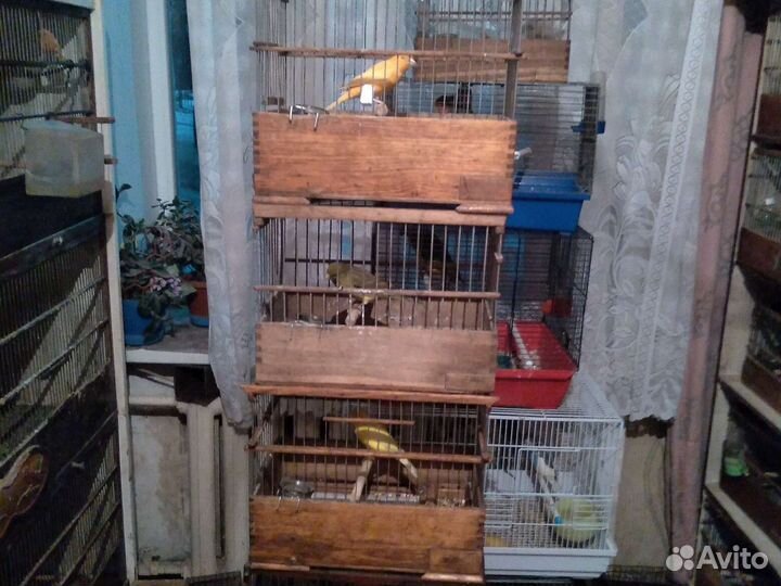 Канарейки другие птицы