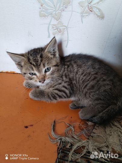 Кошки в добрые руки бесплатно