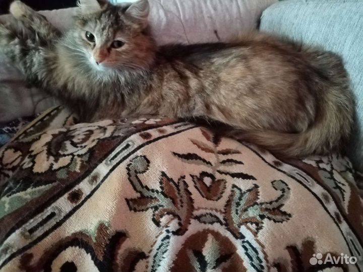 Кошка в дар