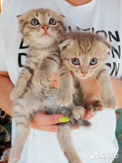 Шотландские вислоухие котята