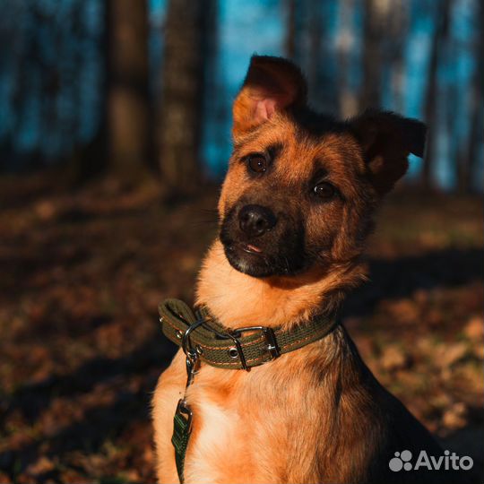 Щенок мальчик