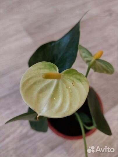 Антуриум ванилла