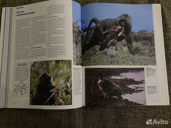 Энциклопедия «Африканские Просторы»