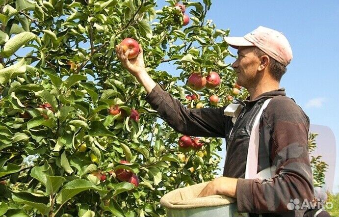 Работник по сборке яблок в саду