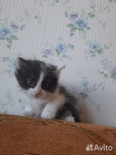 Кошки бесплатно