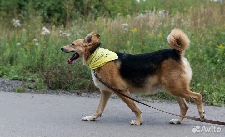 Собака в добрые руки