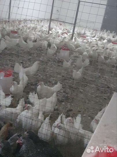 Куры несушки 5.5 мес