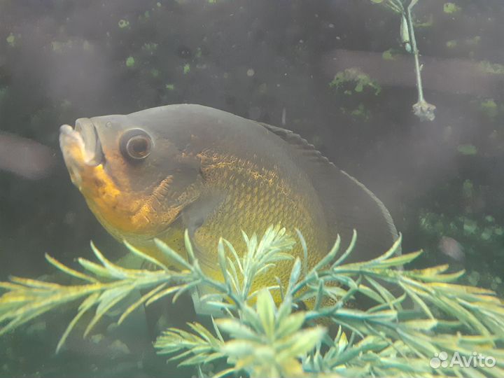 Астронотус