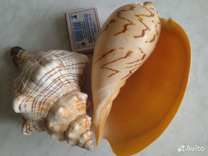 Морские ракушки