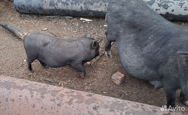 Поросята вьетнамские вислобрюхие