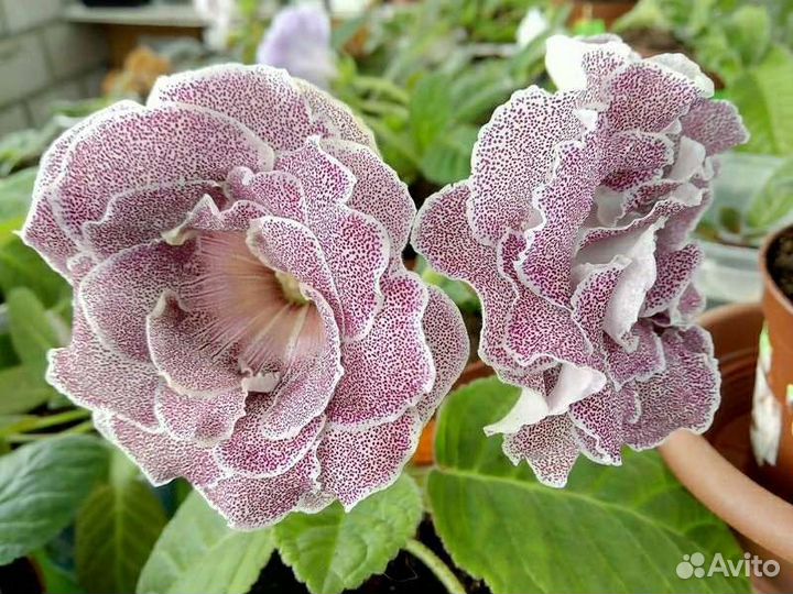 Глоксиния махровая сортовая
